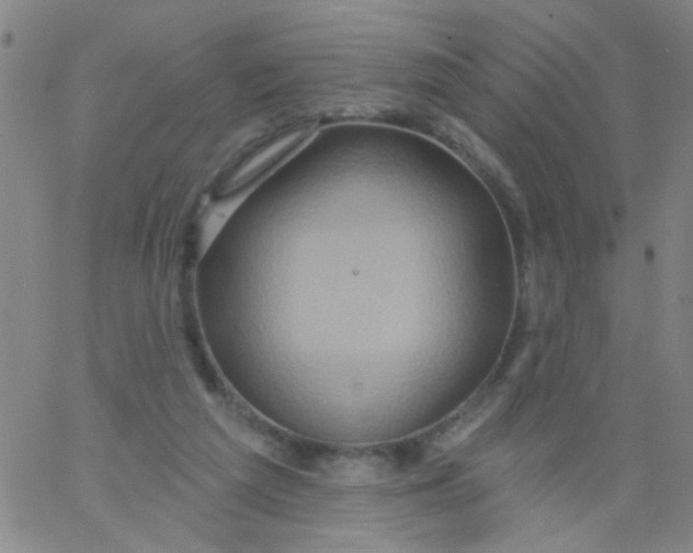 X0000061750209200512231534