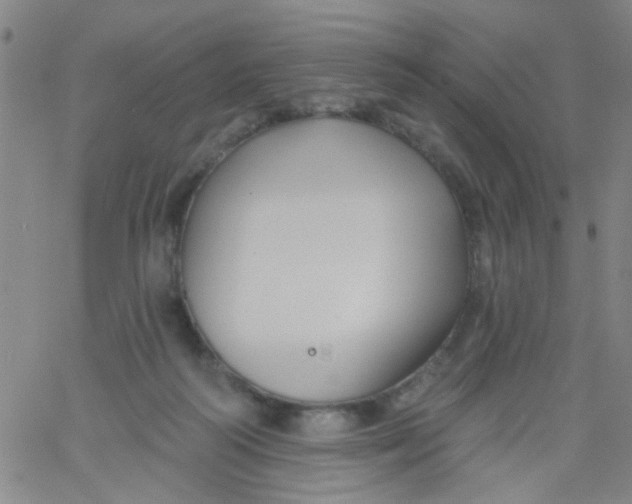 X0000061750218200512231534