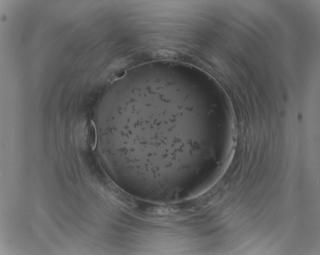 X0000061750223200512231534