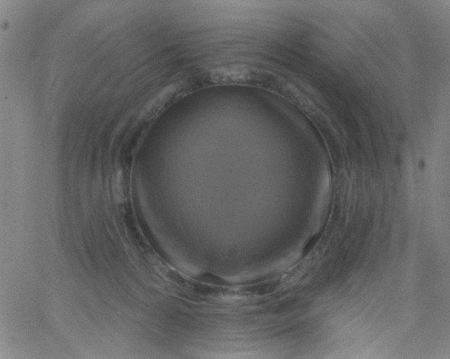 X0000061750224200512231534