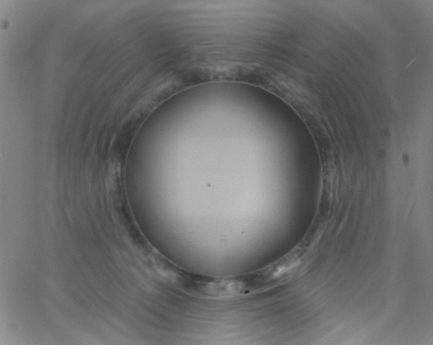 X0000061750225200512231534