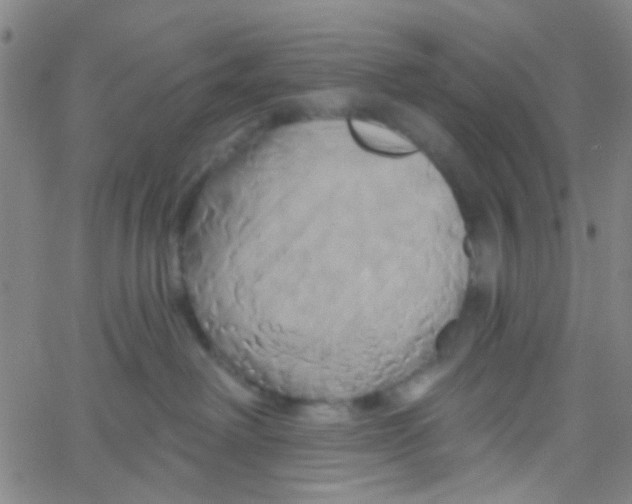 X0000061750238200512231533