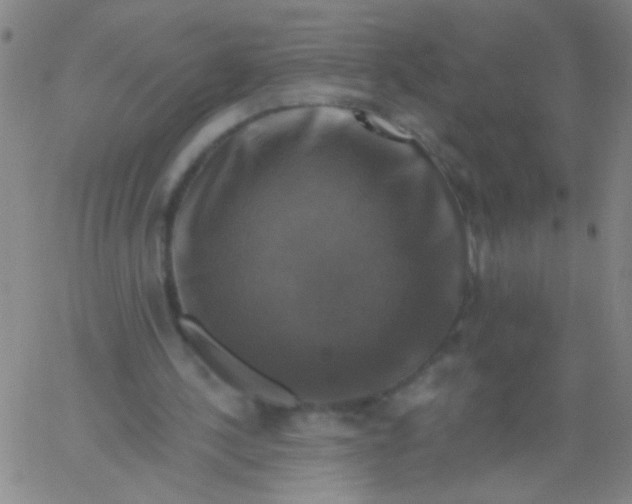 X0000061750244200512231533