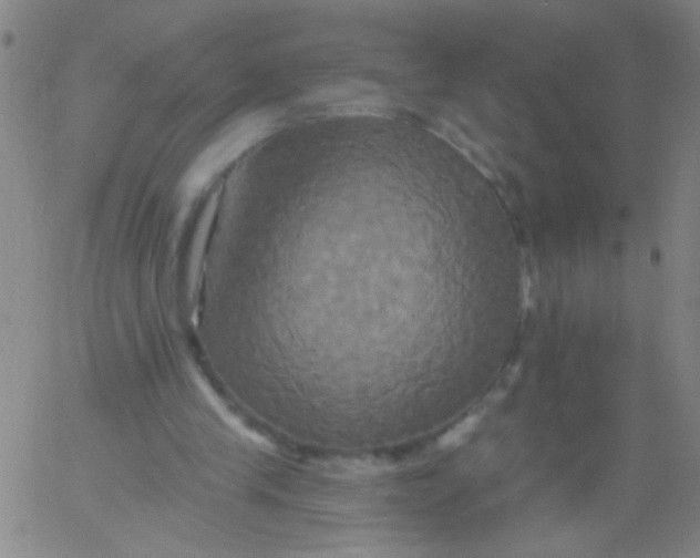 X0000061750245200512231533