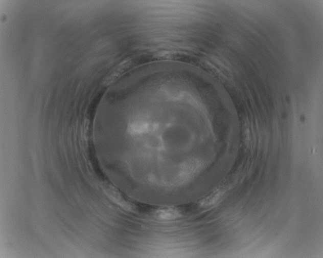 X0000061750275200512231533