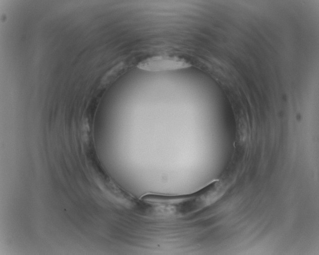 X0000061750279200512231533