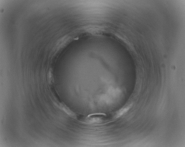 X0000061750288200512231533