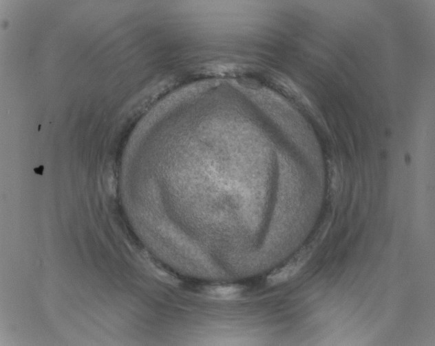 X0000061750313200512231532