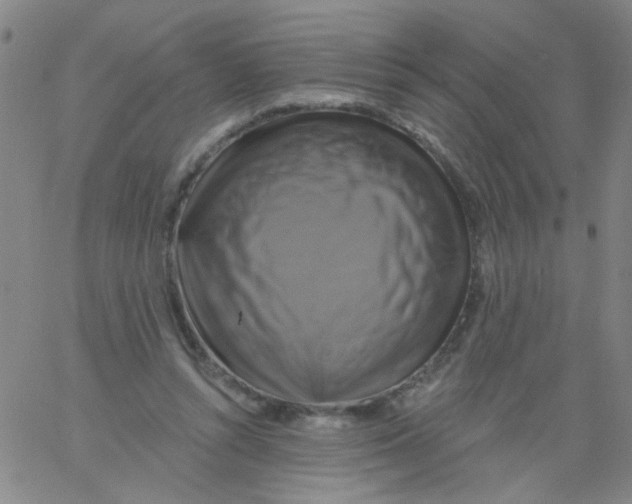 X0000061750352200512231531