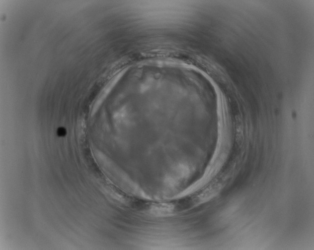 X0000061750369200512231531