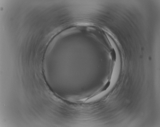 X0000061750385200512231531