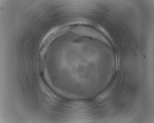 X0000061750435200512231529