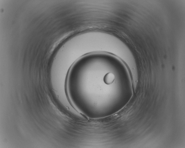 X0000061750444200512231530