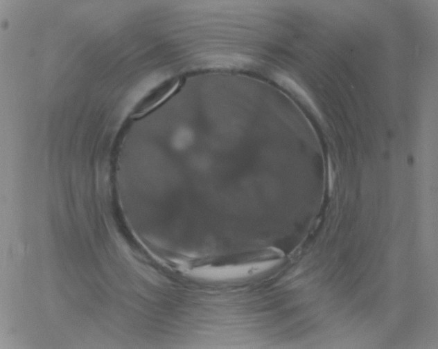 X0000061750483200512231529