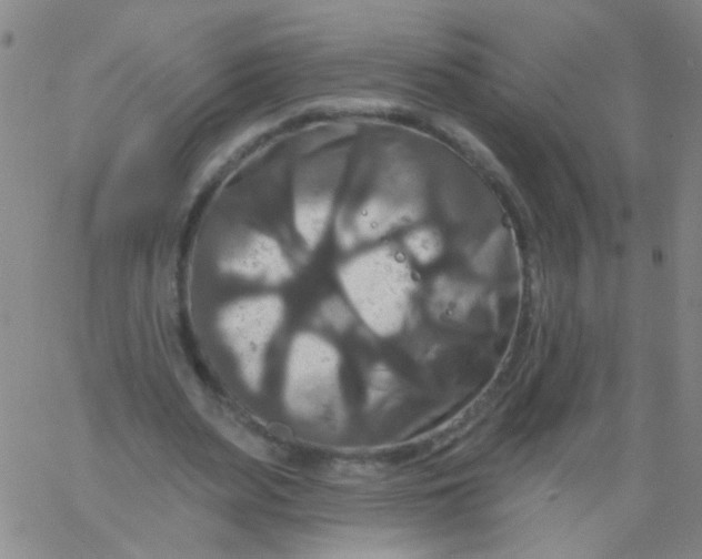 X0000061750487200512231529