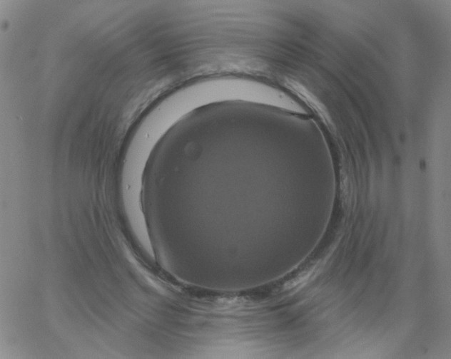 X0000061750493200512231529