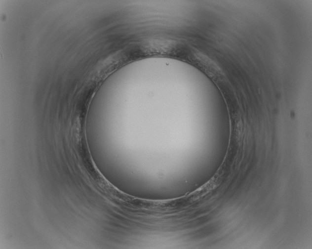 X0000061750498200512231529