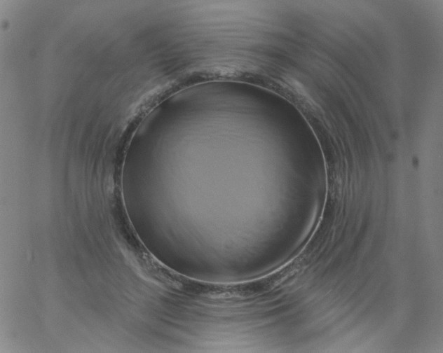 X0000061750500200512231529