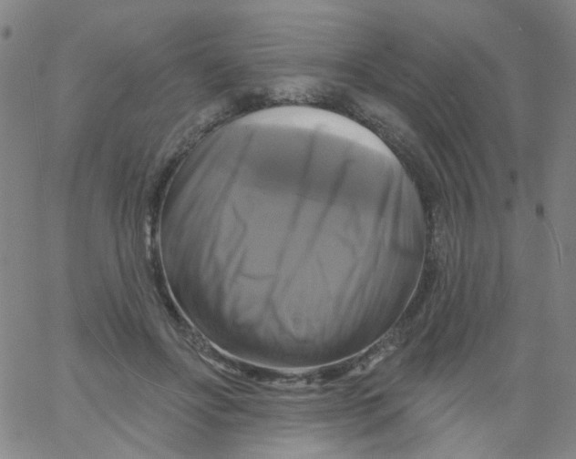 X0000061750502200512231529