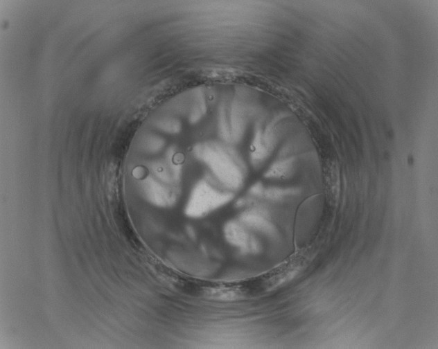 X0000061750511200512231529