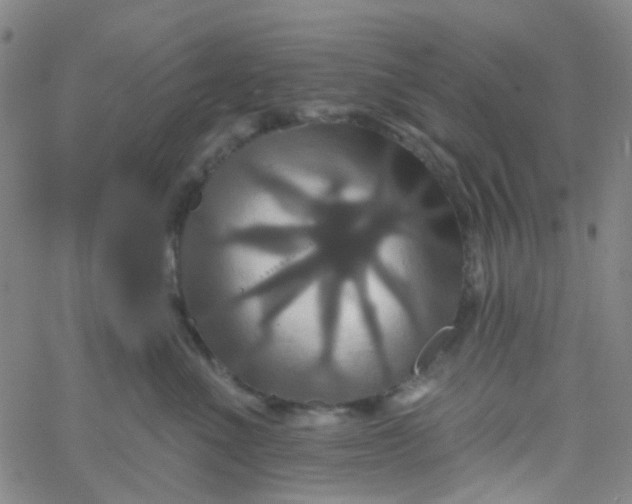 X0000061750523200512231529