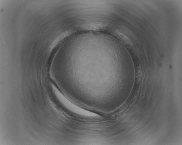 X0000061750544200512231528