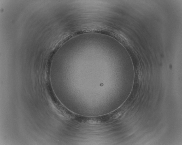 X0000061750546200512231528