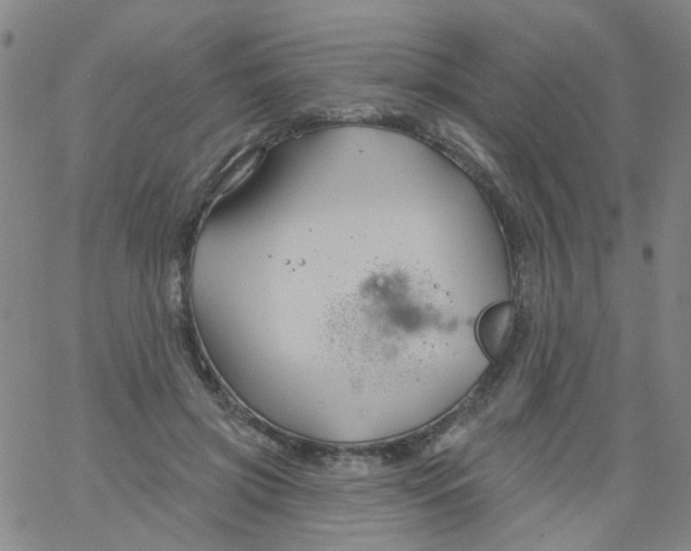 X0000061750549200512231528