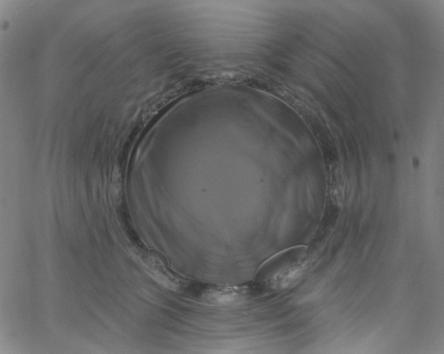 X0000061750563200512231528