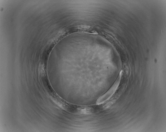 X0000061750564200512231528