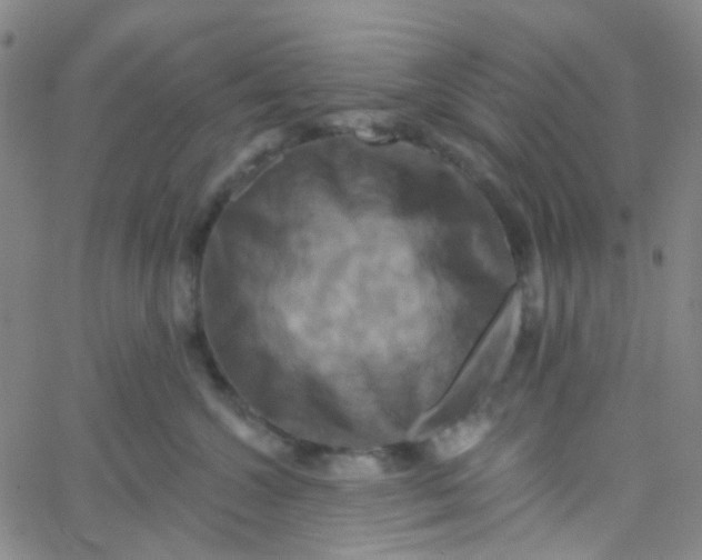 X0000061750572200512231528