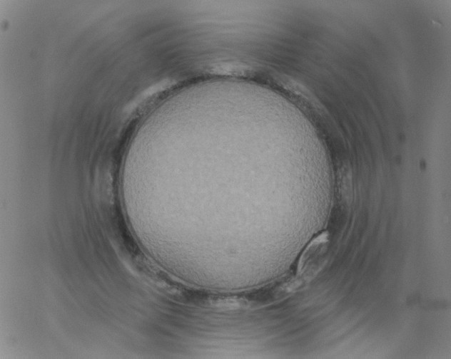 X0000061750587200512231528