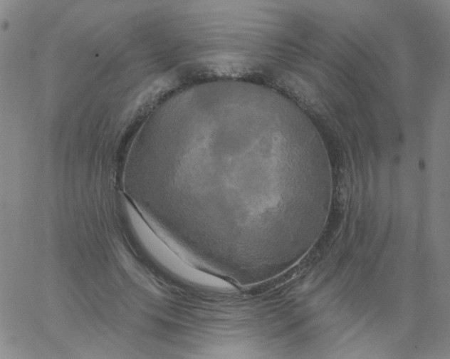 X0000061750639200512231526