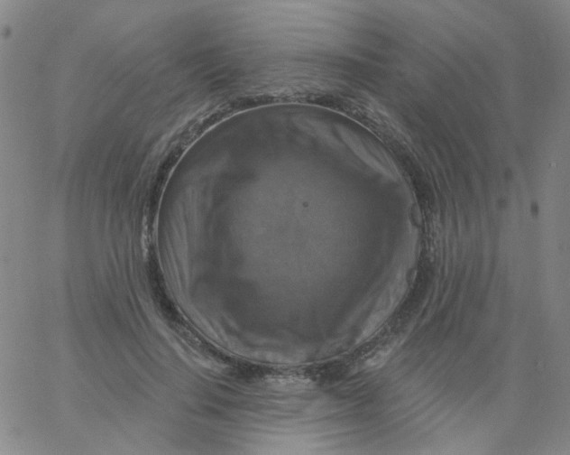 X0000061750644200512231527