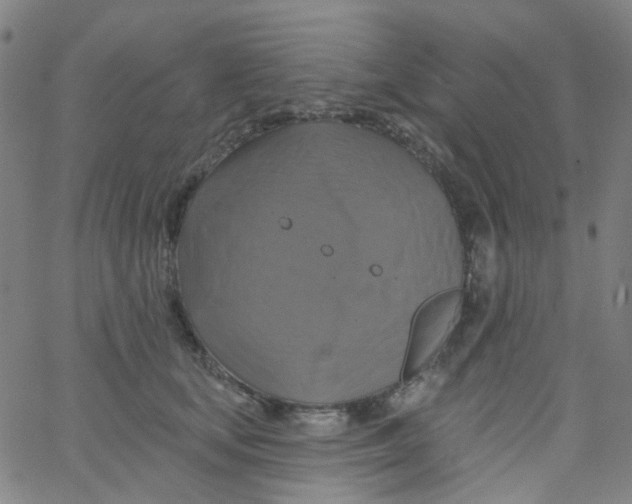 X0000061750659200512231527