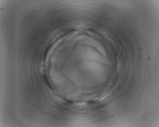 X0000061750671200512231527