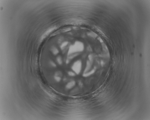 X0000061750679200512231526