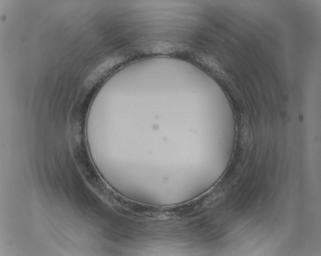 X0000061750683200512231526