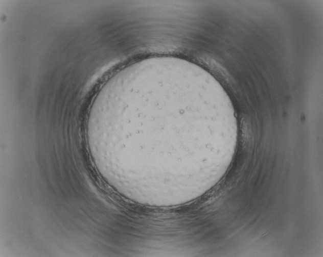 X0000061750684200512231526