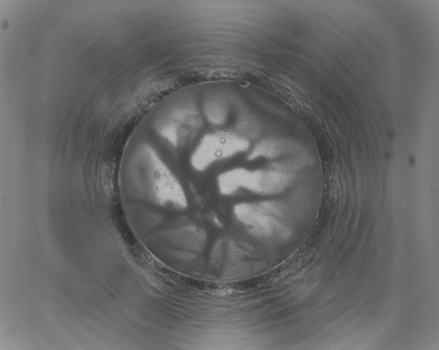 X0000061750695200512231526