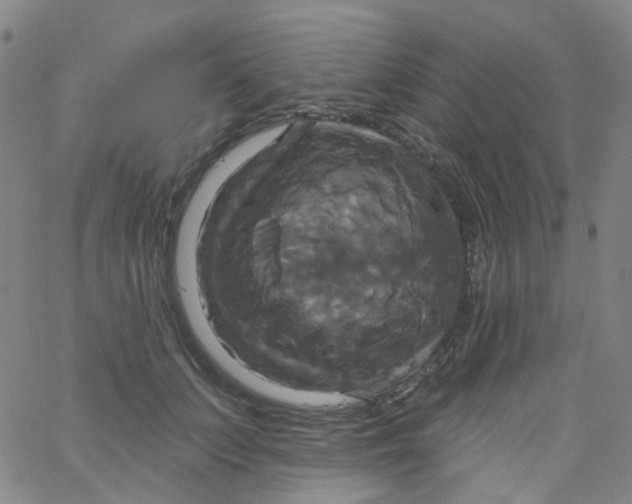 X0000061750703200512231526