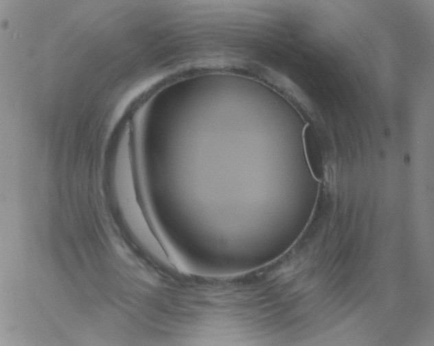 X0000061750724200512231525