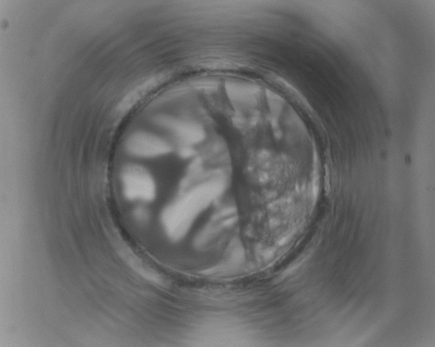 X0000061750725200512231525