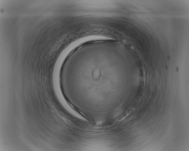 X0000061750750200512231525