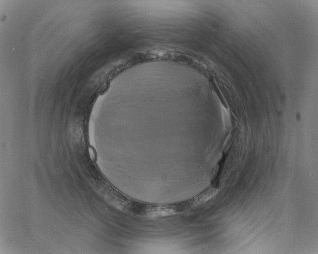 X0000061750754200512231525