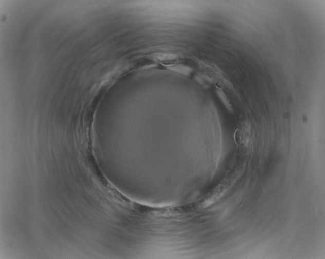 X0000061750763200512231525