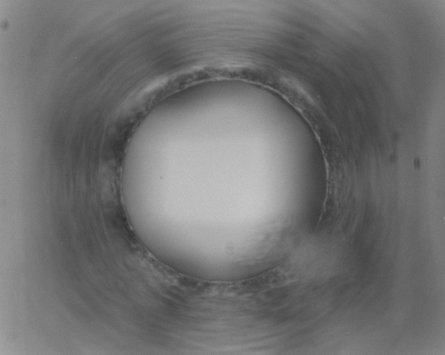 X0000061750773200512231524