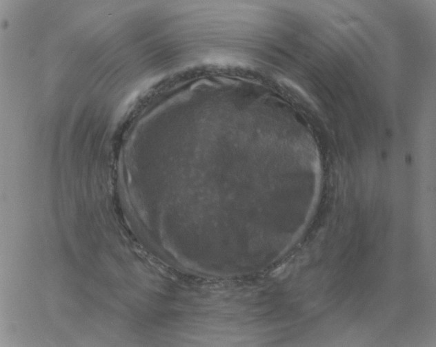 X0000061750776200512231524