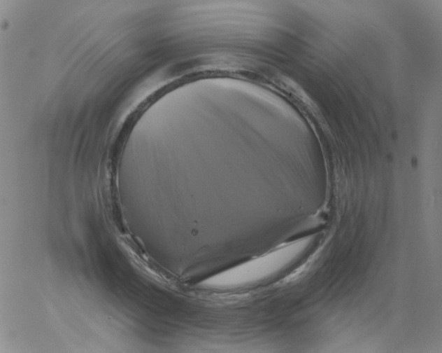 X0000061750779200512231524