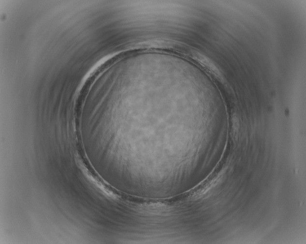 X0000061750784200512231524